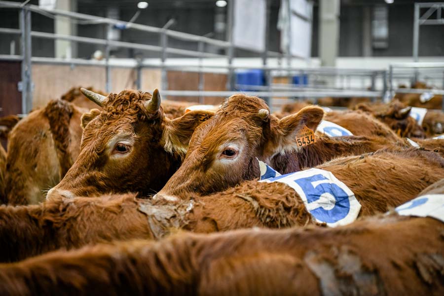 fieracavalli 2021 western show cow