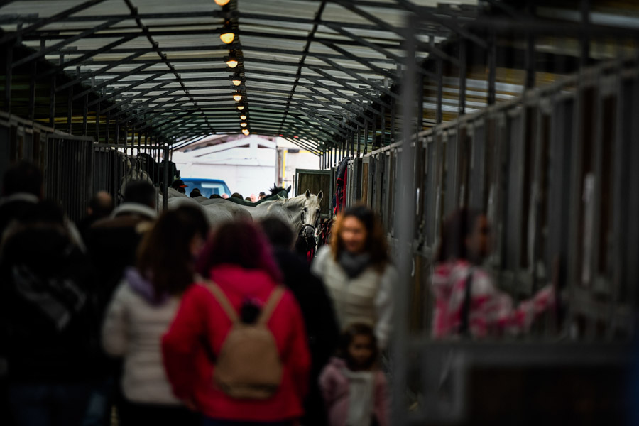 fieracavalli 2021 stalle visitatori