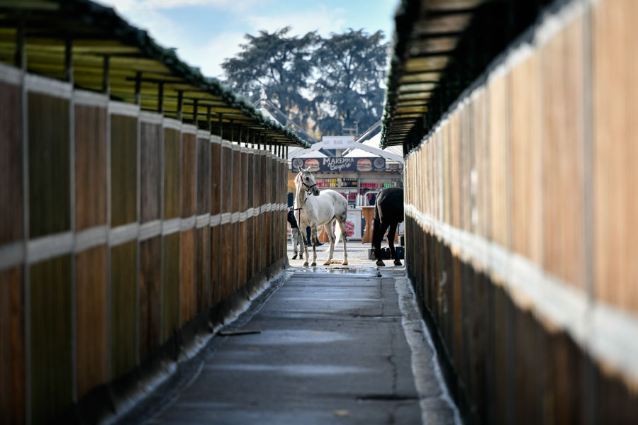 fieracavalli 2021