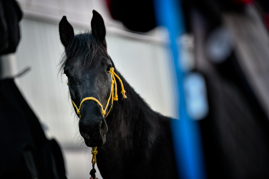 fieracavalli 2021